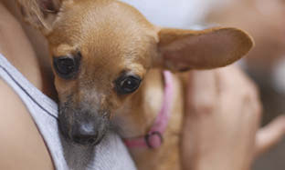 10 tecken på att din hund har allergi